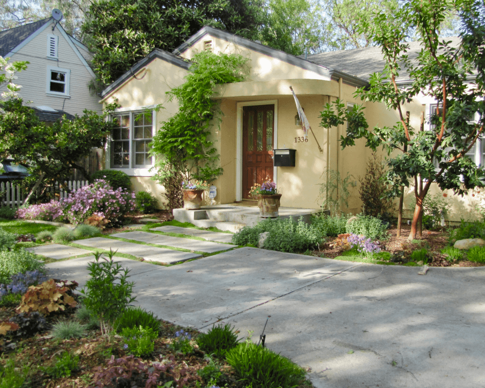 Wisteria climbing up the wall of a front yard home designed by Judy’s Gardens and Design in Willow Glen, San Jose.