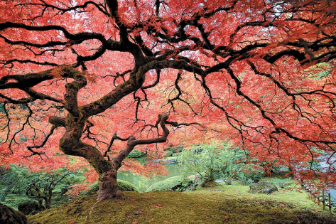 Architectural pruning of a weeping Japanese maple in Portland. Photo by Richard Stanton Photography.