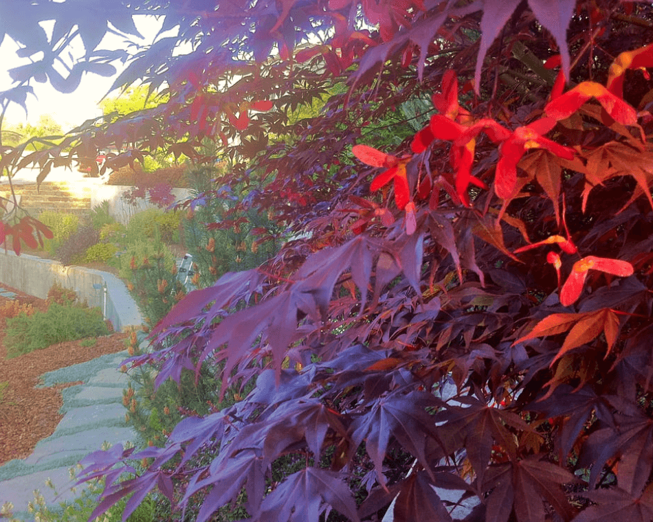 Aesthetic spring pruning on Japanese maples on a winding path in Los Altos hills, California.