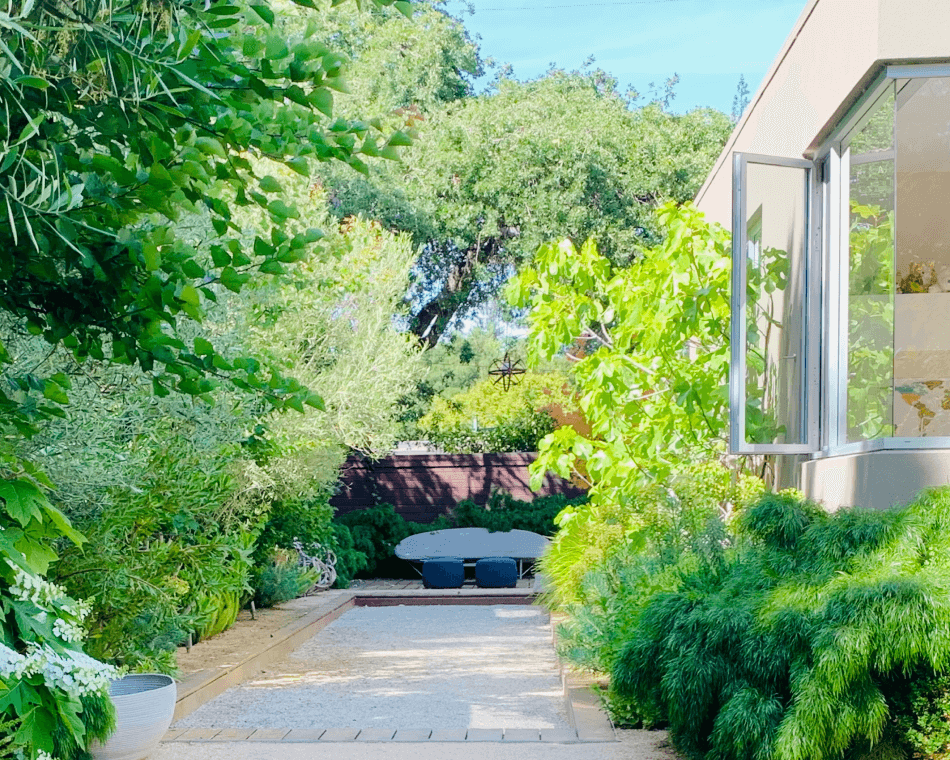 Cousin ITT, Olives, Oakleaf Hydrangeas and other plants in this bocce ball court outdoor living area in California.