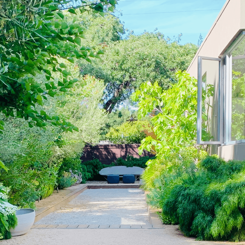 Bocce Ball Court with Textural Drought Tolerant Plants in Menlo Park
