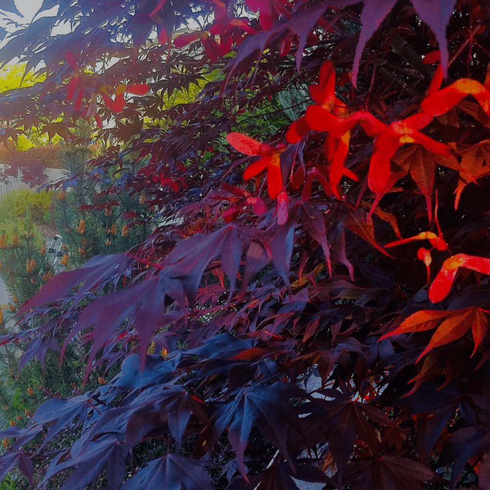 Aesthetic spring pruning on Japanese maples on a winding path in Los Altos hills, California.